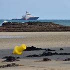 Abeille au large d'une plage Normande