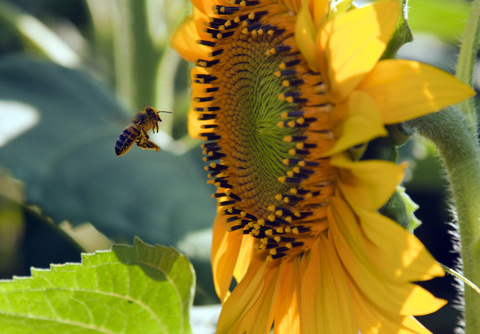 Abeille au tournesol...