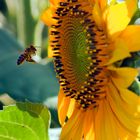 Abeille au tournesol...