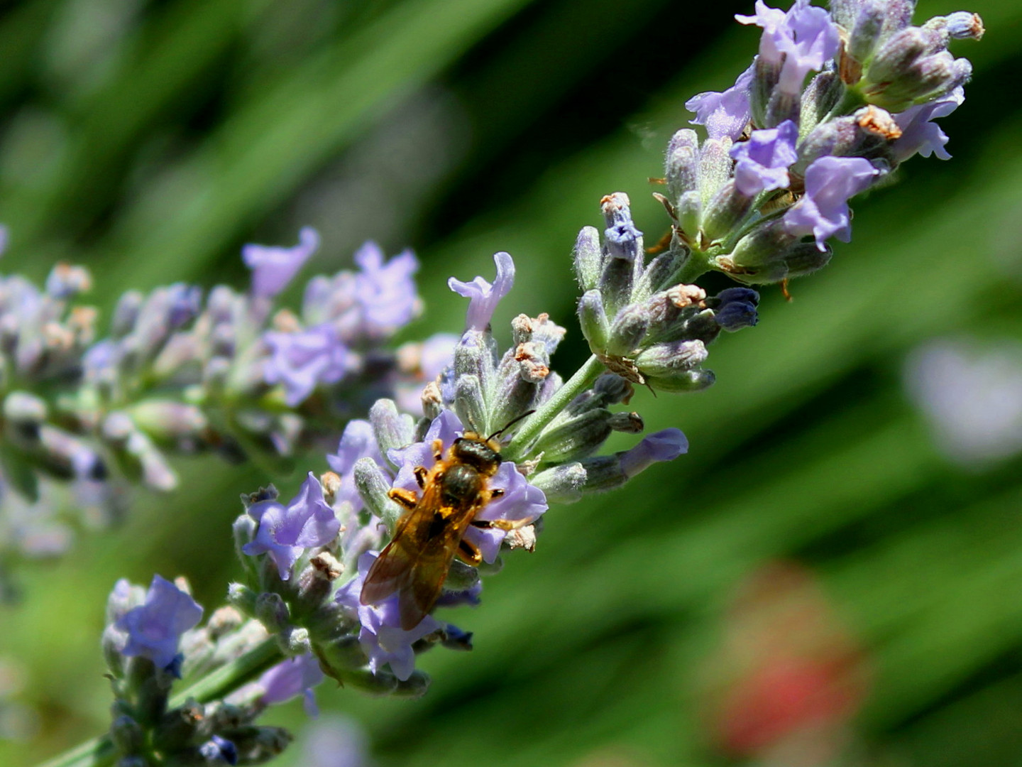 Abeille au travail