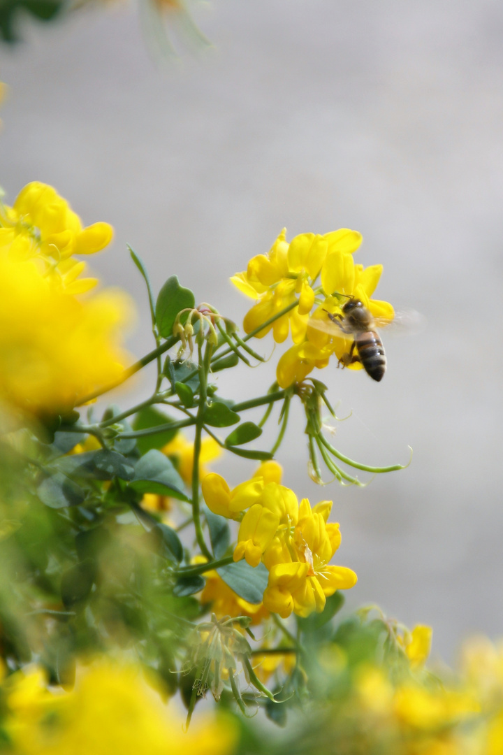 abeille au travail