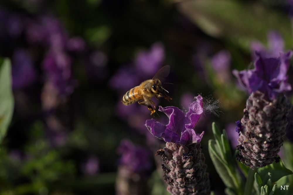 Abeille au travail.