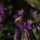 Abeille au travail.