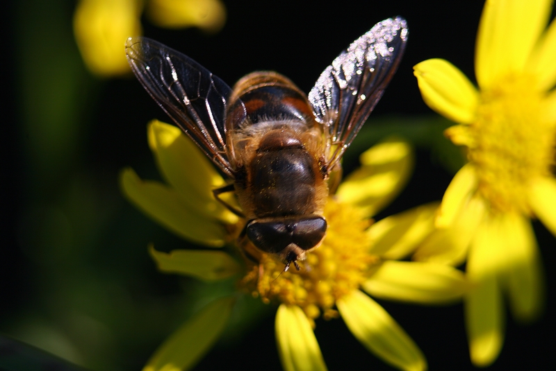 abeille au travail