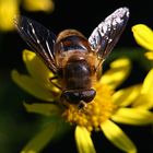 abeille au travail