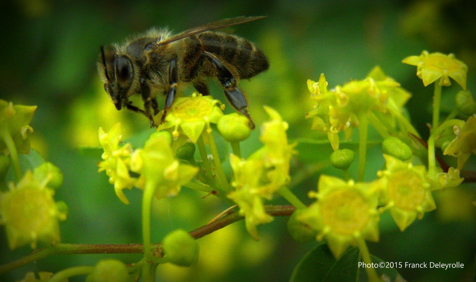 Abeille aux environs de Gordes (Vaucluse)