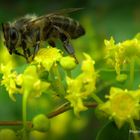 Abeille aux environs de Gordes (Vaucluse)