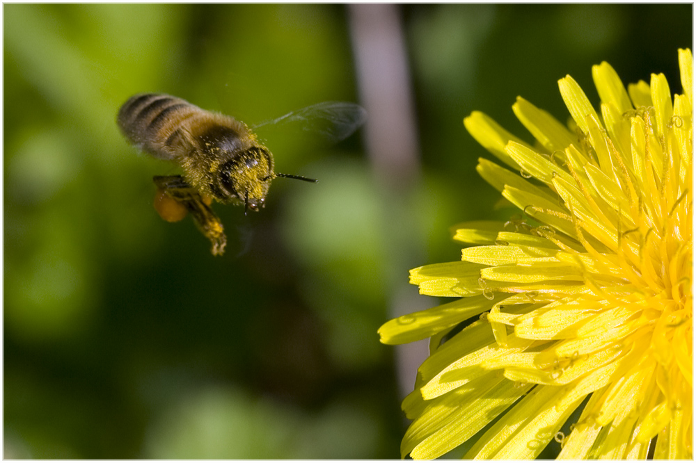 Abeille ayant traversé un nuage de pollen