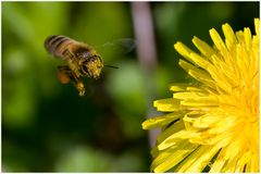 Abeille ayant traversé un nuage de pollen