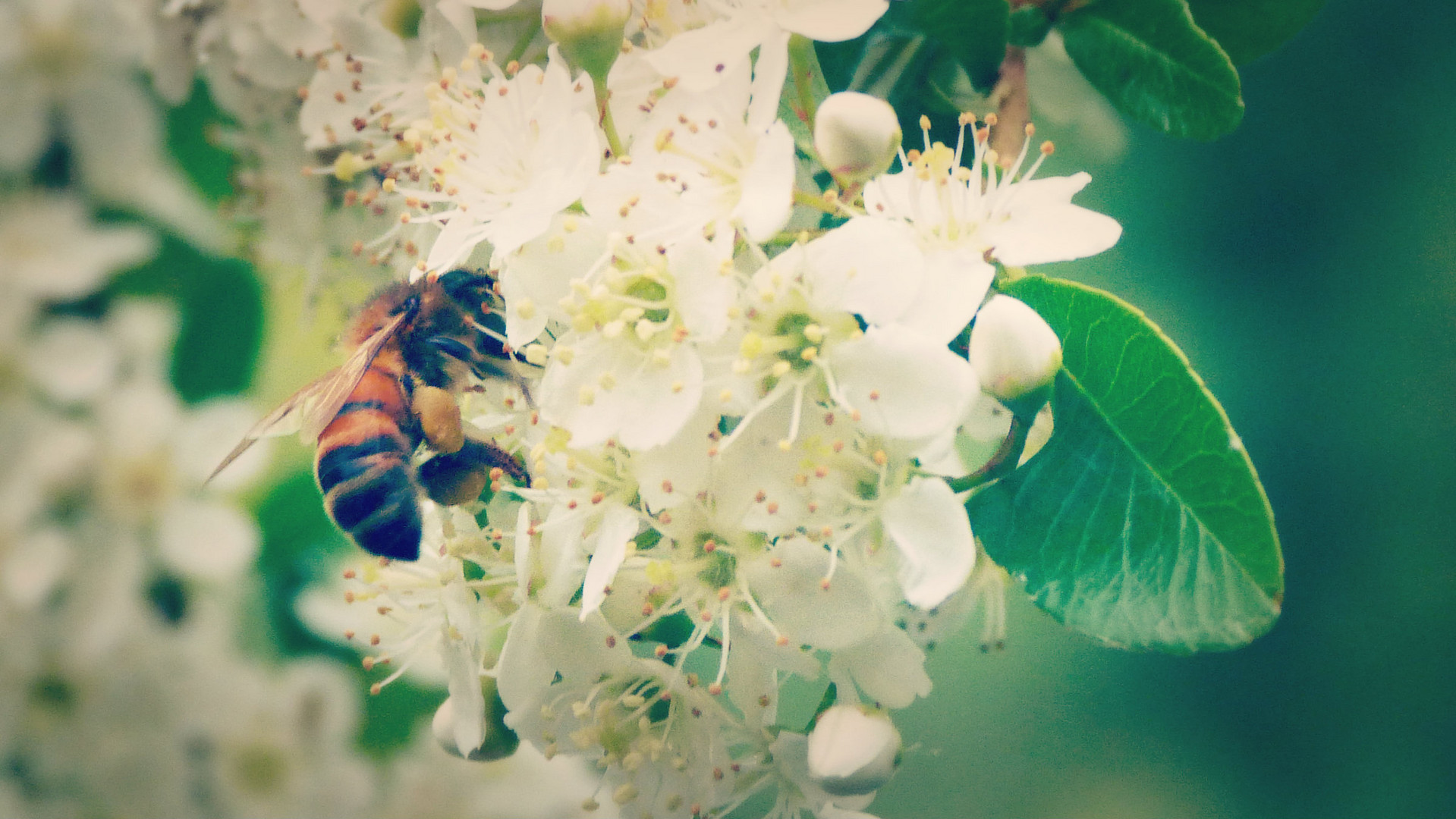 abeille