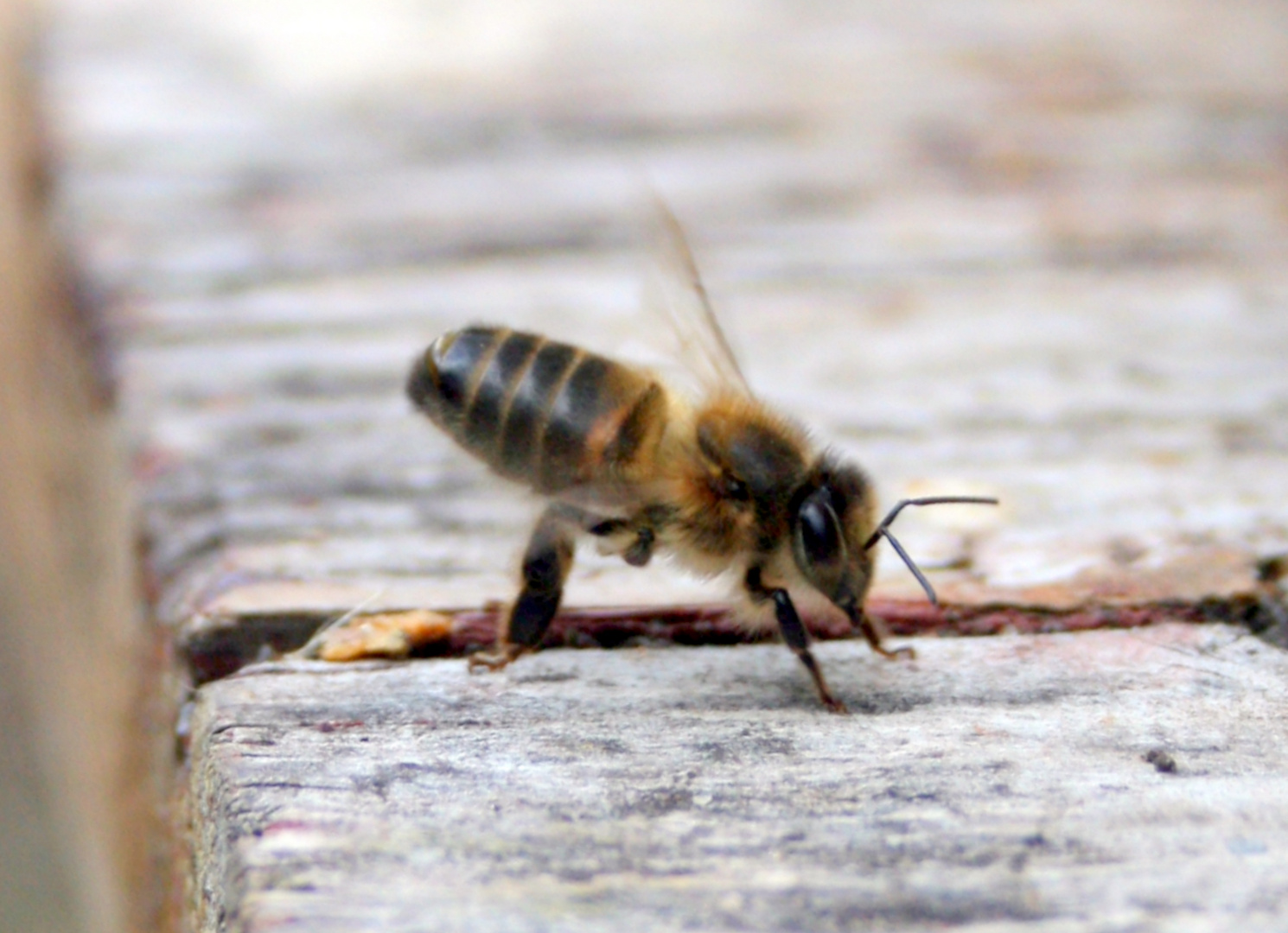 Abeille battant le rappel