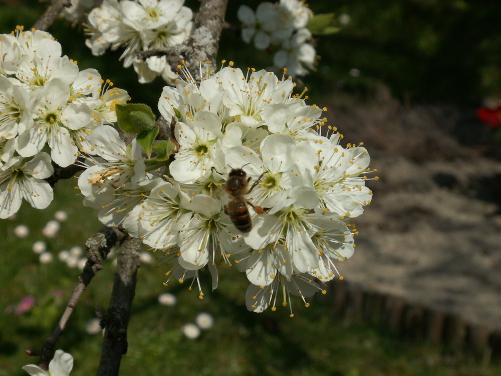 abeille butinant