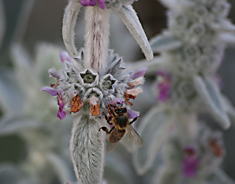 ABEILLE BUTINANT