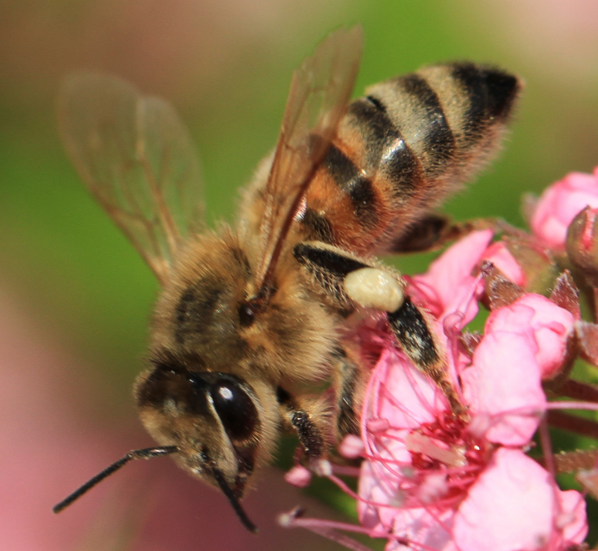 Abeille butinant une fleur dans un cimetière