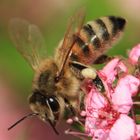 Abeille butinant une fleur dans un cimetière