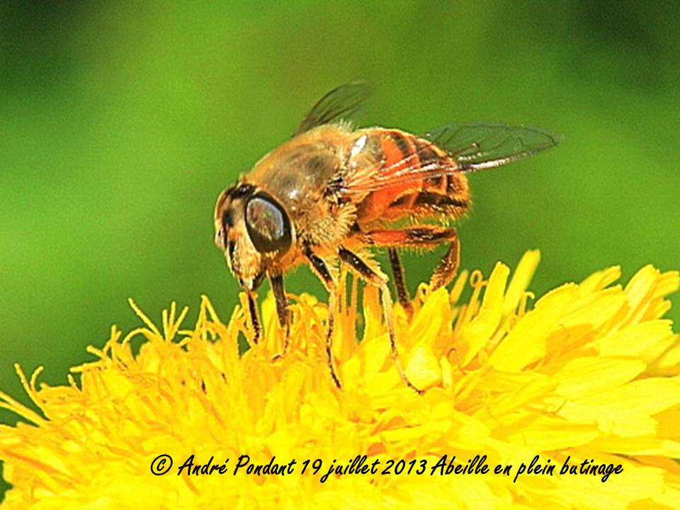 Abeille butinant une fleur de pissenlit