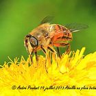 Abeille butinant une fleur de pissenlit