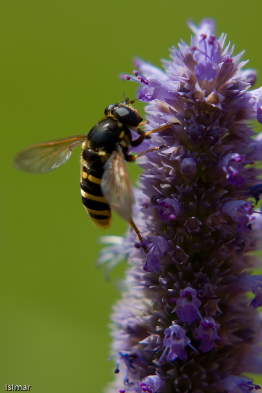 Abeille butinante