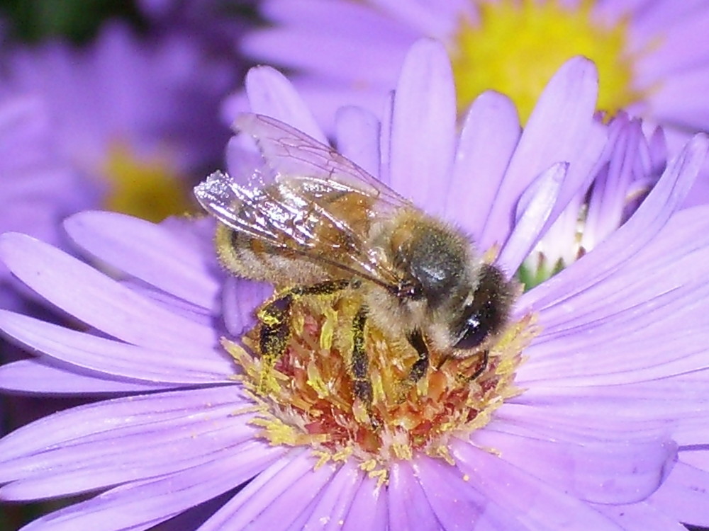 abeille butineuse