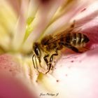 Abeille -