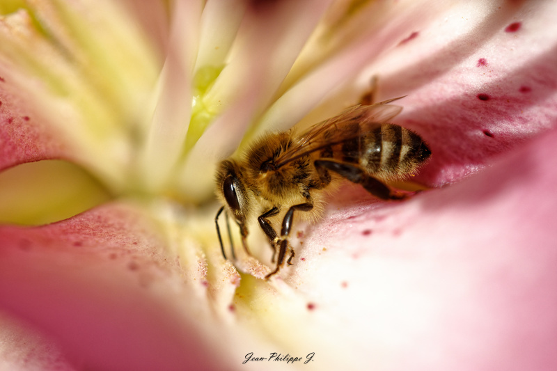 Abeille -