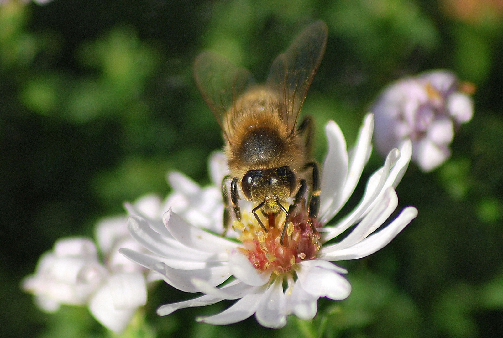 Abeille (Cadeau pour mon amie Chantal)