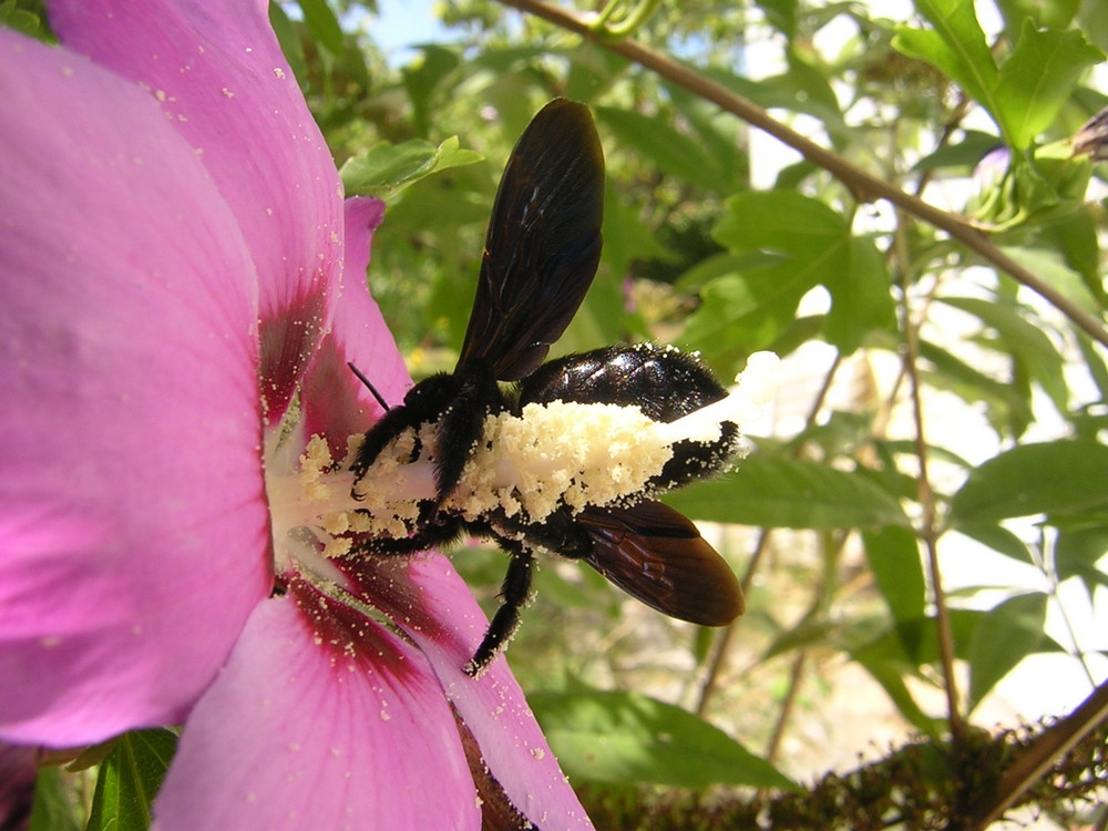 Abeille Charbonnière