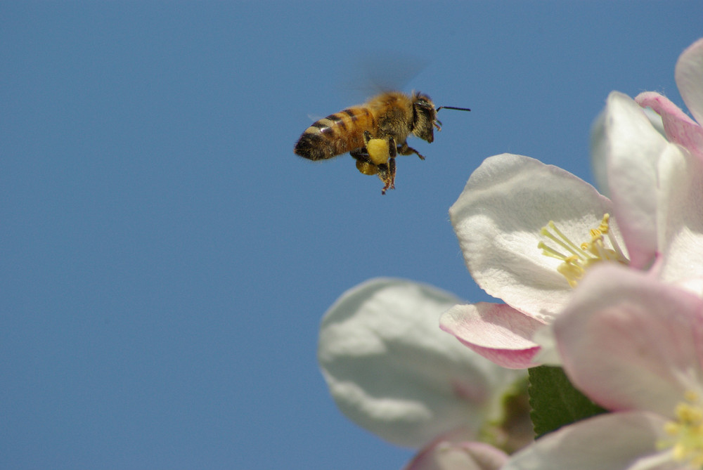 Abeille chargée