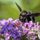 Abeille charpentière