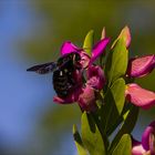 Abeille charpentière