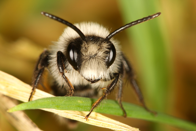 Abeille charpentiere