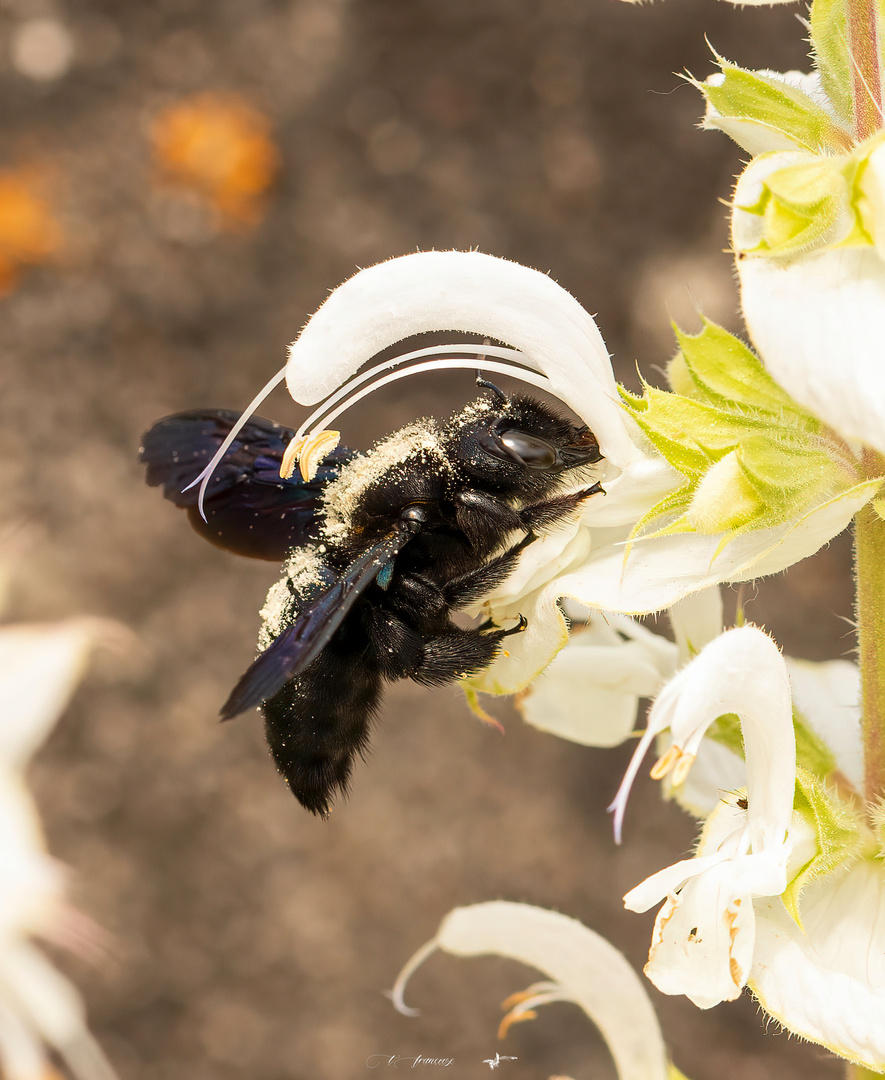 Abeille charpentière