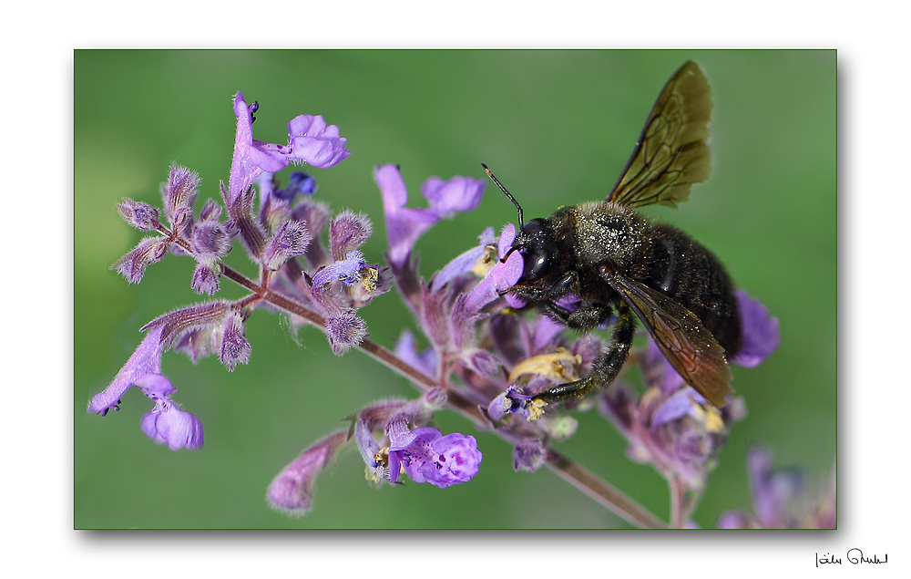 Abeille charpentière .