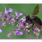 Abeille charpentière .