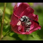 Abeille charpentière à l'envol