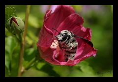 Abeille charpentière à l'envol