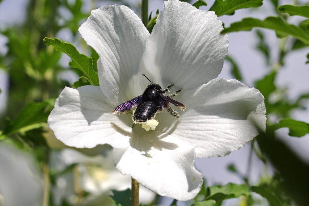 abeille charpentière