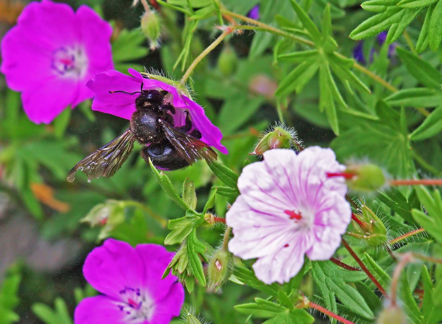 Abeille charpentière au charbon sur un géranium vivace  