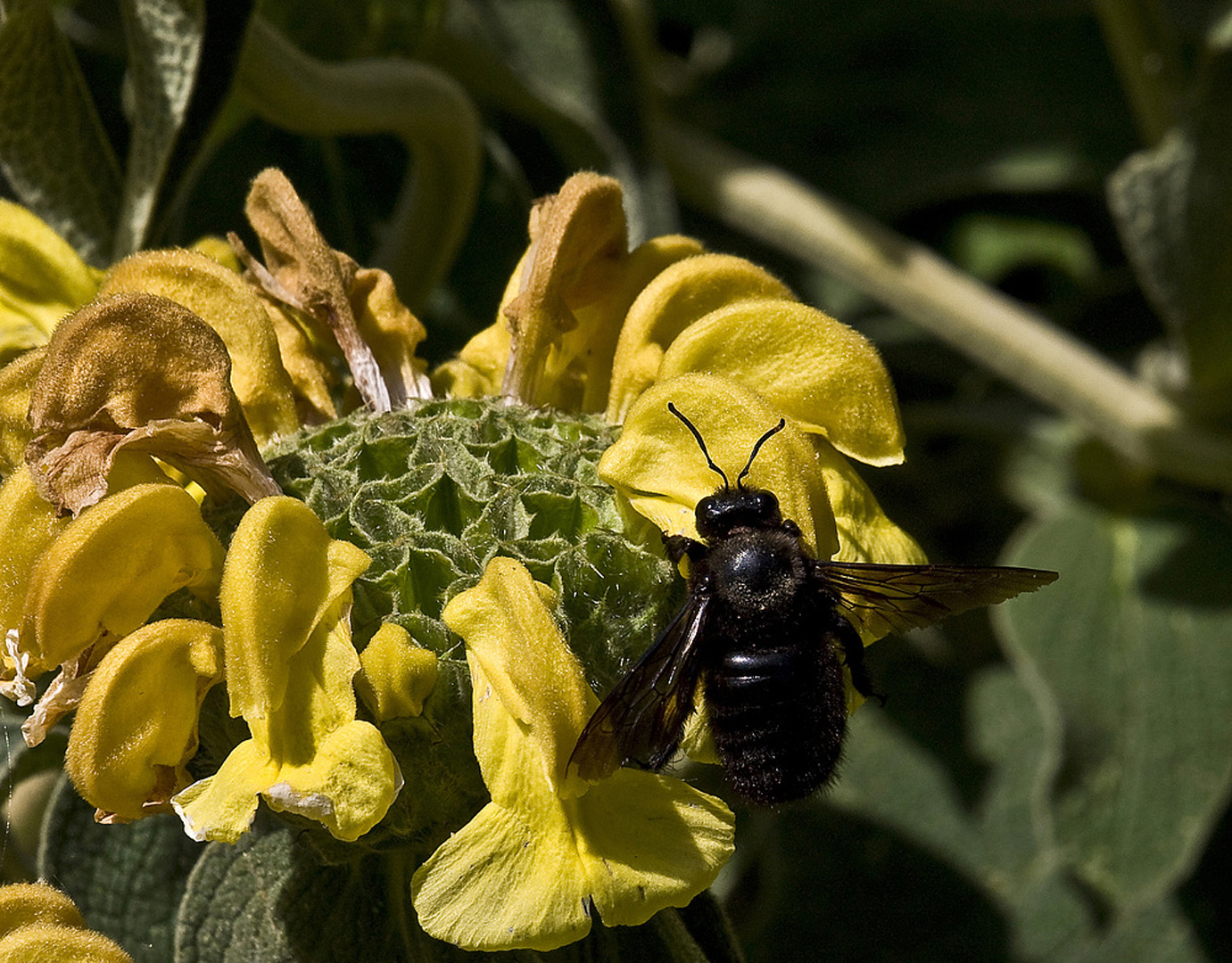 Abeille charpentière au travail sur une sauge de Jérusalem  --  Xylocopa violacea 