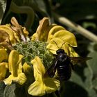 Abeille charpentière au travail sur une sauge de Jérusalem  --  Xylocopa violacea 