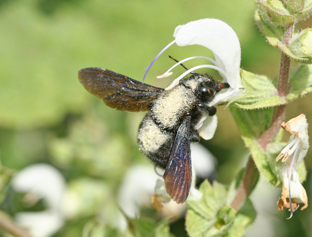 abeille charpentière butinant une fleur de sauge