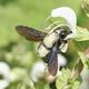 abeille charpentire butinant une fleur de sauge