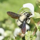 abeille charpentière butinant une fleur de sauge