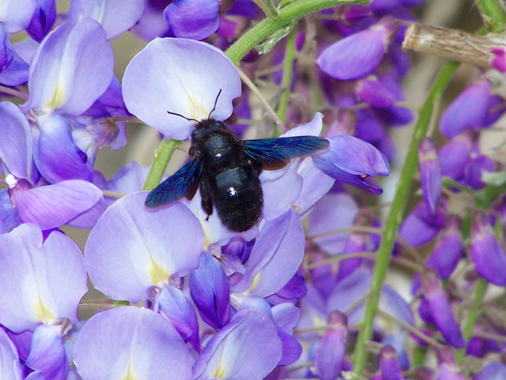 abeille charpentiere