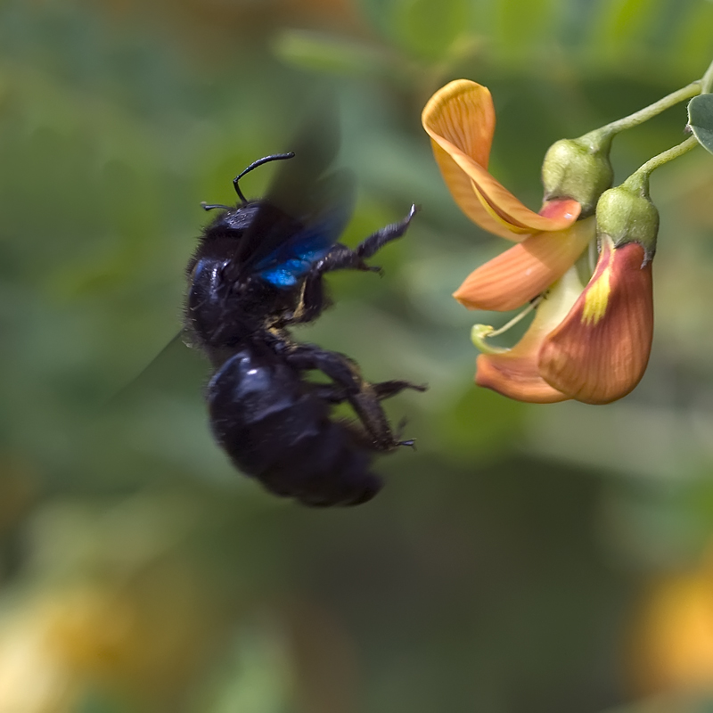 Abeille charpentière et baguenaudier