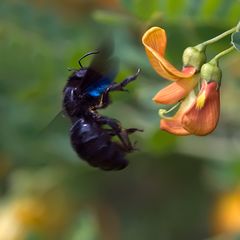 Abeille charpentière et baguenaudier