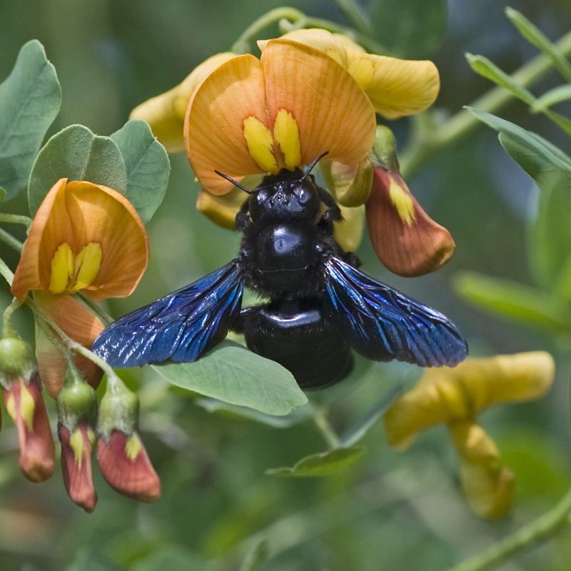 Abeille charpentière et baguenaudier