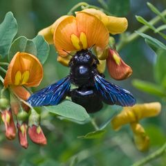 Abeille charpentière et baguenaudier