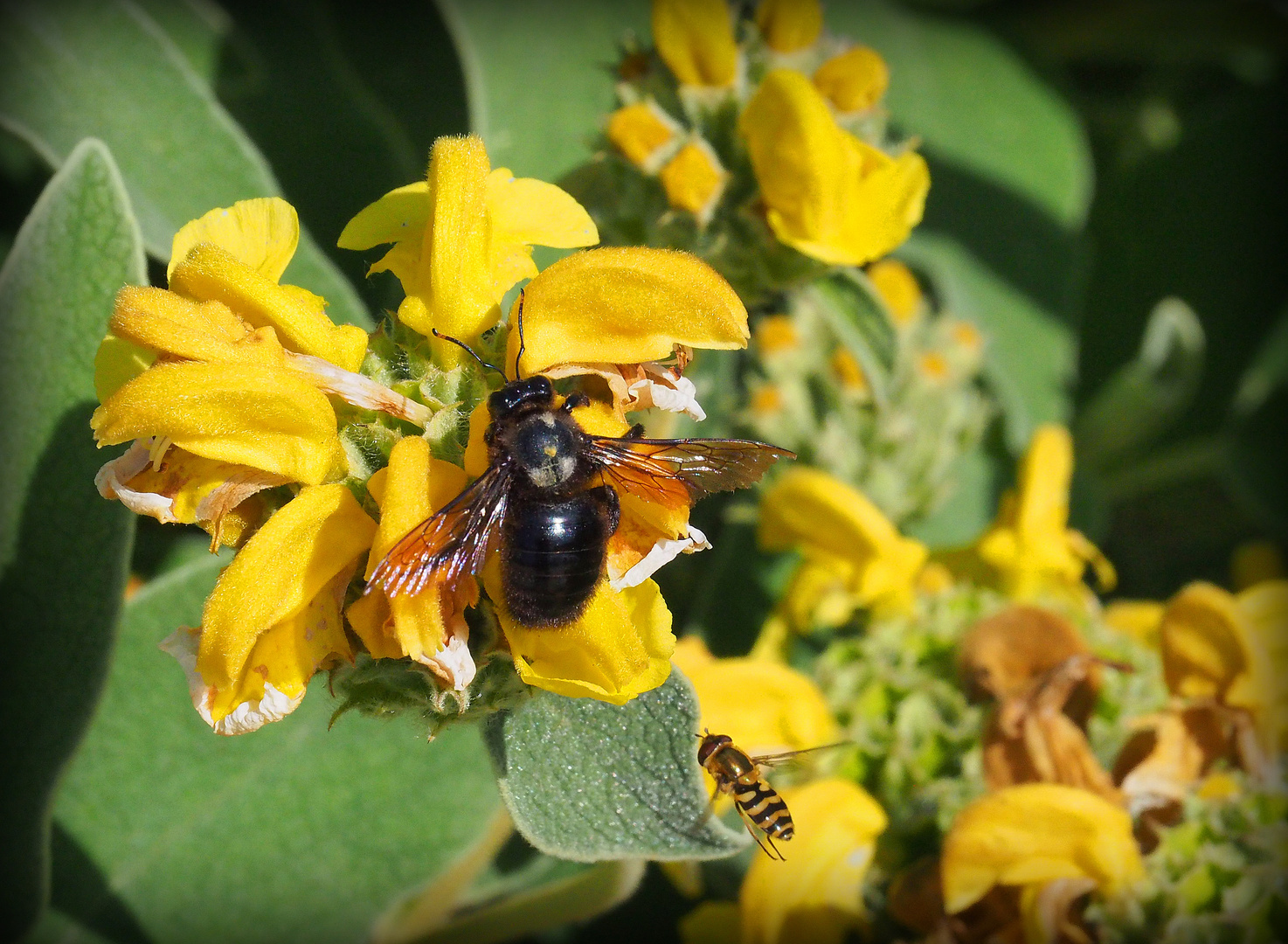 Abeille charpentière et syrphe sur sauge de Jérusalem