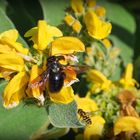 Abeille charpentière et syrphe sur sauge de Jérusalem